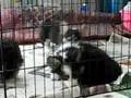 videos de 8 1/2 week corgi puppies