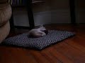 kittens at play
