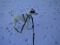 Parson Jack Russell Terrier