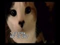 Crazy Kitty Cats: Loki and Loo Loo Crazy Kitty Cats: Loki and Loo Loo