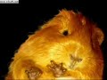 Hamster Dance ( La Danza Del Hamster)