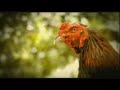 Chantilli Wine Ad - India Chantilli Wine Ad - India