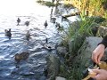 feeding the ducks feeding the ducks