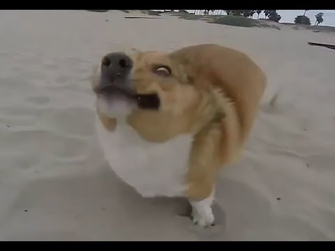 Os cães mais incompetentes do Mundo