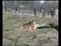 Tiger Jaspar Gets A New Habitat