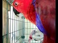 pareja eclectus comiendo