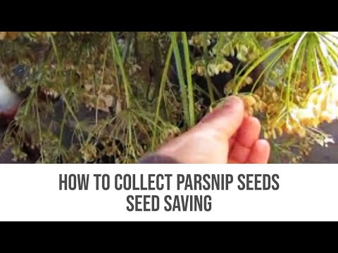 how to harvest parsnips
