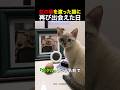 虹の橋を渡った猫に、再び出会えた日