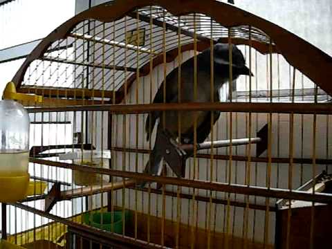 Trinca-ferro Canto Liso
