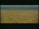 FUNNY FAST ANTELOPE FUNNY FAST ANTELOPE