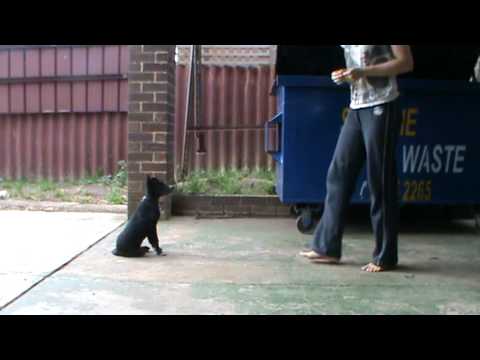 how to train a border collie x kelpie