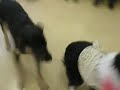 お久しぶり～＾＾　ビリー君とプロレス　＠＾＾＠