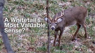 A Whitetail's Most Valuable Sense?