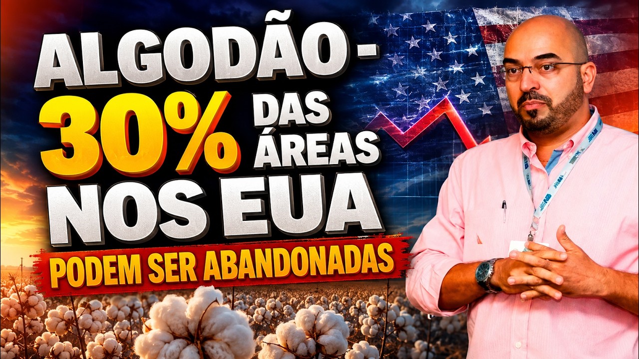 Algodão - 30% das Áreas nos EUA podem ser Abandonadas.