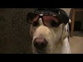 kewl doggies only pleaze