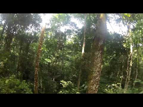 photo of Google’s latest Street View lets you take a zipline trip through the Amazon Rainforest image