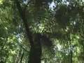 VISITA AL BOSQUE MAPLE EN TALPA DE ALLENDE PARTE 2
