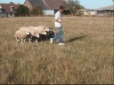 Chaili fait du troupeau