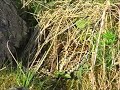 Courting Adders