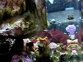 Centropyge argi (Pygmy Angelfish) courtship Centropyge argi (Pygmy Angelfish) courtship