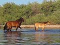 Wild Horse Play in Arizona