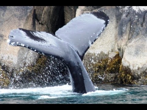 briczar22 - WHALE TAIL!: Safari Alaska 3. The last part of our sea voyage found us on my mission to get a whale tail photo! Some seal lions, coastal mountain goats, and ...