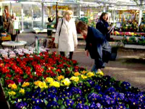 how to fertilize primroses