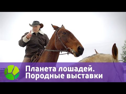Планета лошадей. Породные выставки