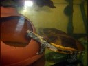 i nostri animali