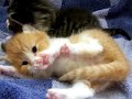 kitties\ kitties\