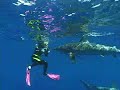 Shark Encounters at Maldi...