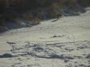 Coyote Compassion