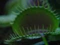 Venus Flytrap in Action