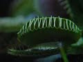Venus Flytrap in Action Venus Flytrap in Action