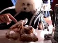 トイプードル動画