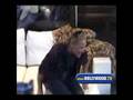 Katherine Heigl Shows Off HUGE WEDDING RING
