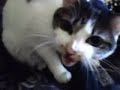 MAD CAT: Jojo MAD CAT: Jojo