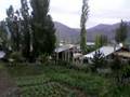 filizli k�y�