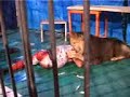 Leon Vs Humano