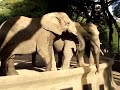 elefante-muy-asqueroso.html