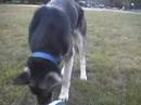 Sweetie in the Field