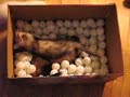 Three Ferrets Playing In Golf Balls Three Ferrets Playing In Golf Balls