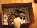 Three Ferrets Playing In Golf Balls