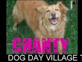 DOG DAY VILLAGE