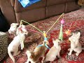 Siamese kittens playing with their new toy