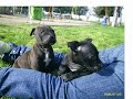 CampaÃ±a pitbull's