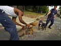 CampaÃ±a pitbull's