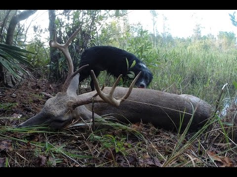 how to skin and quarter a deer