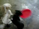 A frisbee game gone awry A frisbee game gone awry