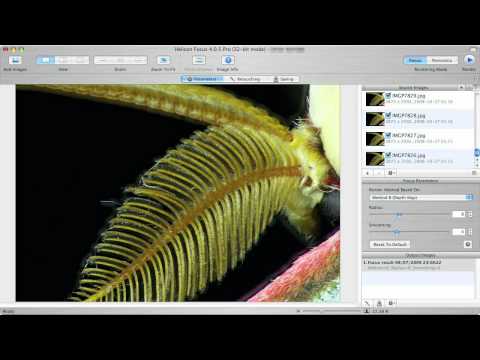 ヘリコンフォーカスで深度合成(Focus stacking with Helicon Focus)